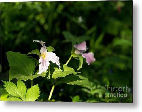 America Metal Print featuring the photograph White and pink trillium flowers by Les Palenik