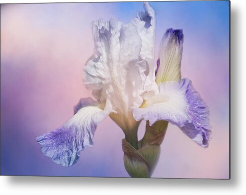 White Bearded Iris Metal Print featuring the photograph White Bearded Iris by Cindi Ressler