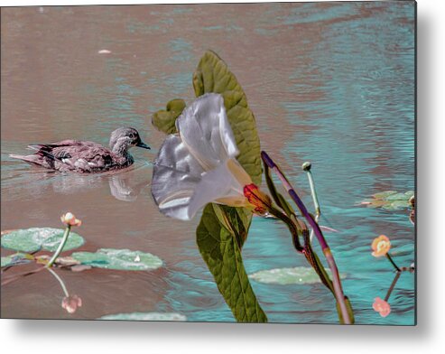 Mandarin Duck Metal Print featuring the photograph White Bindweed And Mandarin Duck Mix #g5 by Leif Sohlman
