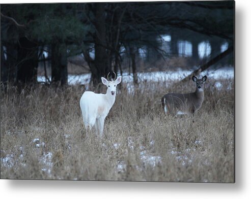 White Metal Print featuring the photograph White Buck and Brown Doe by Brook Burling