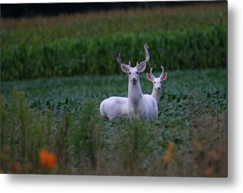 White Metal Print featuring the photograph White Bucks by Brook Burling