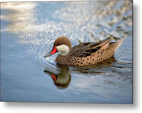 Duck Metal Print featuring the photograph White-cheeked Pintail by Eunice Gibb