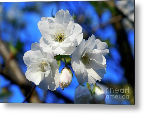 Vancouver Metal Print featuring the photograph White Cheery Blossoms by John Mitchell