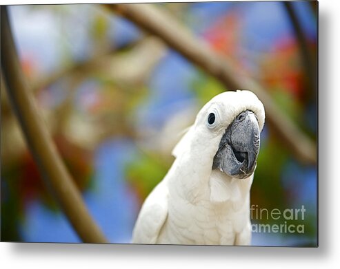 Animal Art Metal Print featuring the photograph White Cockatoo bird by Kicka Witte - Printscapes
