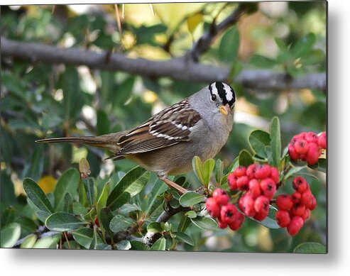 Linda Brody Metal Print featuring the photograph White Crowned Sparrow 1 by Linda Brody