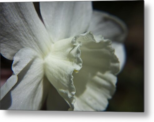 Flower Metal Print featuring the photograph White Daffodil by Teresa Mucha