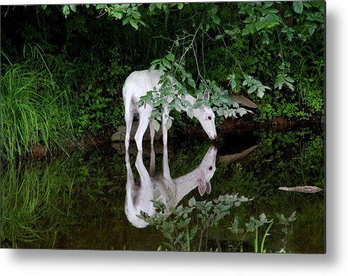 Whitetail Metal Print featuring the photograph White Deer Reflection by Brook Burling