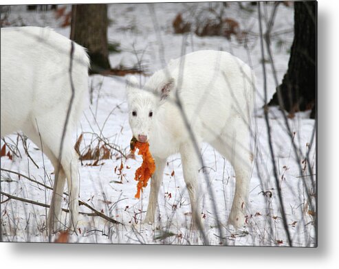 White Metal Print featuring the photograph White Deer With Squash 5 by Brook Burling