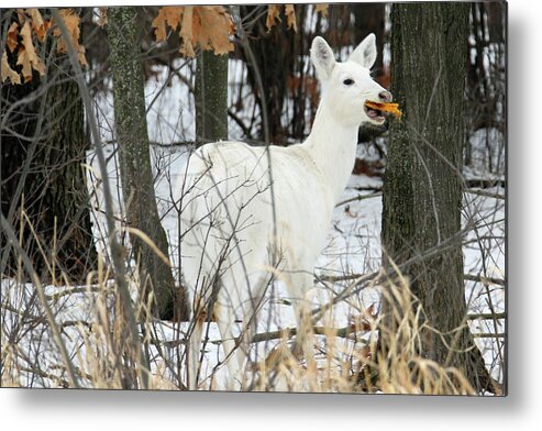 White Metal Print featuring the photograph White Doe With Squash by Brook Burling