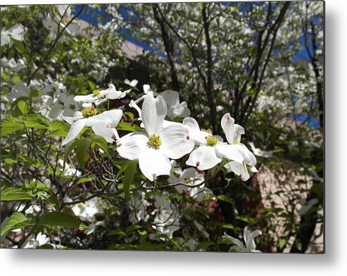 Dogwood Metal Print featuring the photograph White Dogwood Cascade by Michele Myers