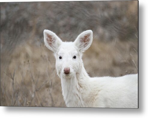 Deer Metal Print featuring the photograph White Face by Brook Burling