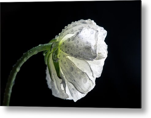 White Flower Metal Print featuring the photograph White flower 5 by Lilia S