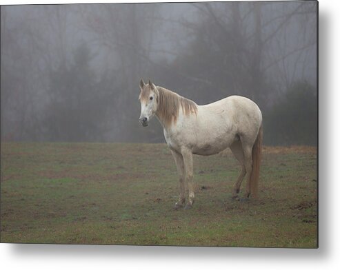 White Metal Print featuring the photograph White horse in fog by Jack Nevitt