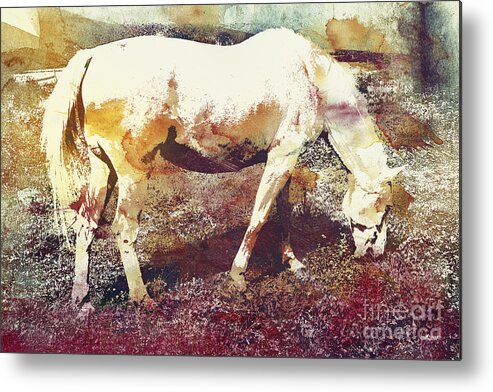 Photo Metal Print featuring the photograph White Horse by Jutta Maria Pusl