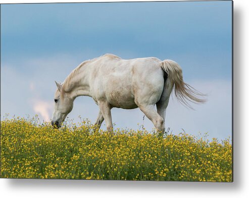 Horse Metal Print featuring the photograph White Horse of Cataloochee Ranch 2 - May 30 2017 by D K Wall