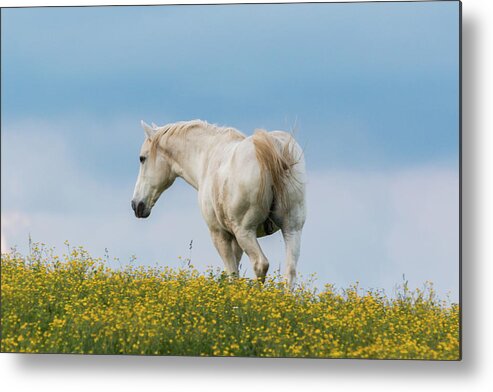 Horse Metal Print featuring the photograph White Horse of Cataloochee Ranch - May 30 2017 by D K Wall