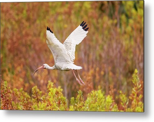 Albus Metal Print featuring the photograph White Ibis in Hilton Head Island by Peter Lakomy
