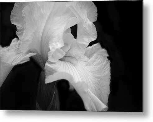 Monochrome Metal Print featuring the photograph White Iris by Cheryl Day