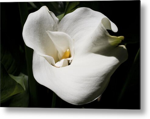 Granger Photography Metal Print featuring the photograph White Lily by Brad Granger