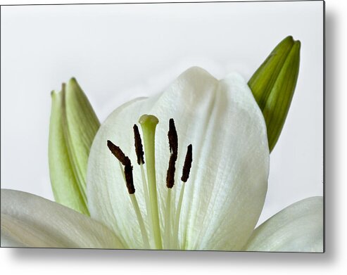 White Metal Print featuring the photograph White Lily with Two Buds by Cheryl Day