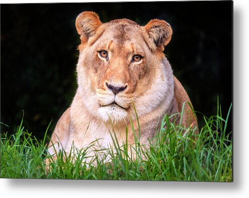 Jukani Metal Print featuring the photograph White lion by Alexey Stiop