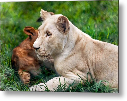 Lion Metal Print featuring the photograph White Lion Cub by Jenny Rainbow