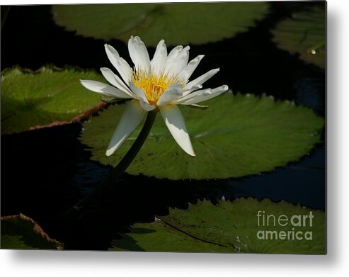 White Metal Print featuring the photograph White Lotus Waterlily by Jackie Irwin