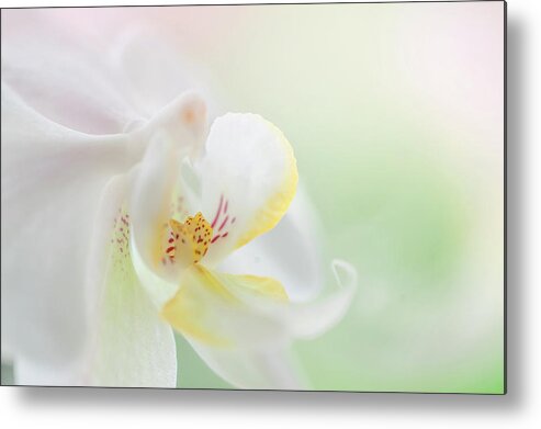Jenny Rainbow Fine Art Photography Metal Print featuring the photograph White Orchid Macro 24. Series Elegance by Jenny Rainbow