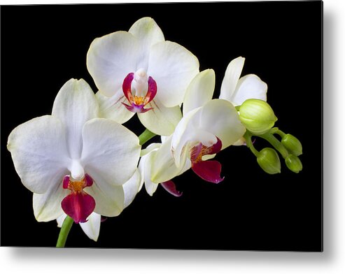 White Orchids Metal Print featuring the photograph White Orchids by Garry Gay