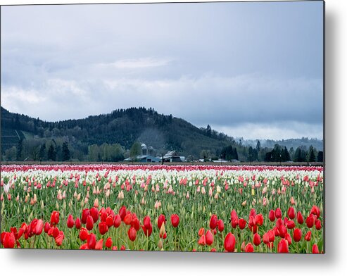 Tulips; Floral; Flowers; Red; Red Flowers; White; White Tulips; Clouds; Rainy Sky; Washington State; Bulb Farm; Degoede Bulb Farm; Cascade Mountains Foothills; Sr12; White Pass Highway; Mossyrock; Rural American; Farm; Farm Land; Rural Setting; White Pass Highway With Tulips; E Faithe Lester Metal Print featuring the photograph White Pass Highway with Tulips by E Faithe Lester