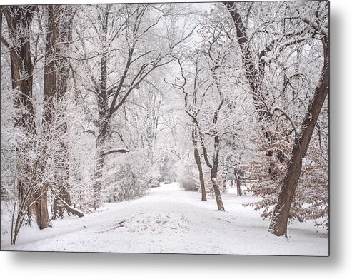 Winter Metal Print featuring the photograph White Path to Winter Dream by Jenny Rainbow
