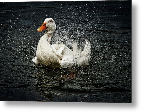 Hdr Photography Metal Print featuring the photograph White Pekin Duck by Richard Gregurich
