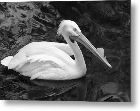 B&w Metal Print featuring the photograph White Pelican by Gary Corbett