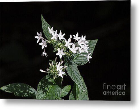 Penta Metal Print featuring the photograph White Penta Flower by Elisabeth Lucas