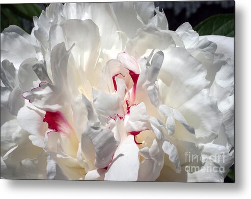 Peony Metal Print featuring the photograph White Peony and Red Highlights by Steve Augustin