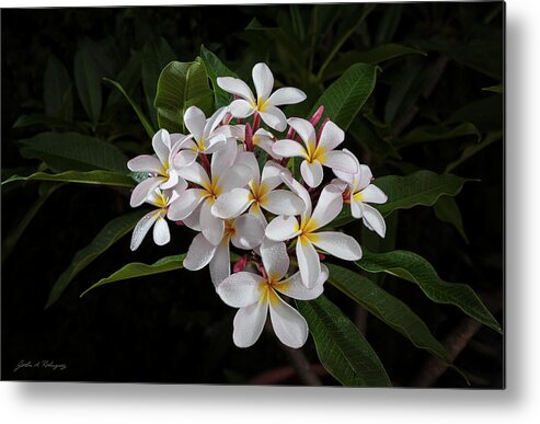 White Petals Metal Print featuring the photograph White Plumerias in Bloom by John A Rodriguez