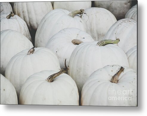Holidays Metal Print featuring the photograph White Pumpkins by Andrea Anderegg