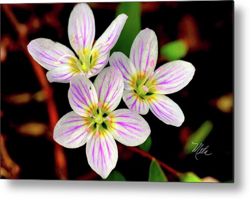 Macro Photography Metal Print featuring the photograph Virginia Spring Beauty Flower by Meta Gatschenberger