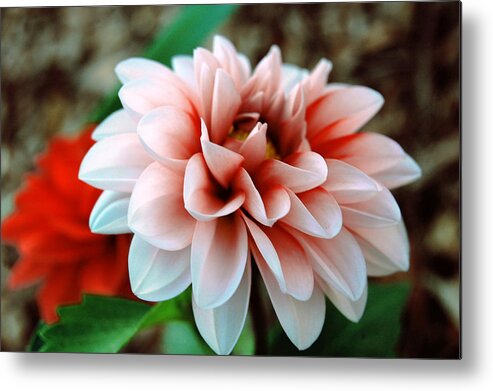 Flower Metal Print featuring the photograph White Red Flower by Jame Hayes