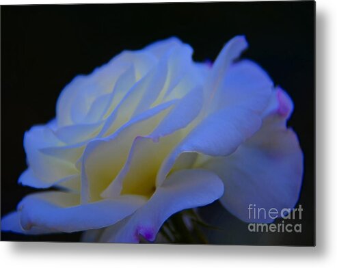 Rose Metal Print featuring the photograph White Rose by Elaine Hunter