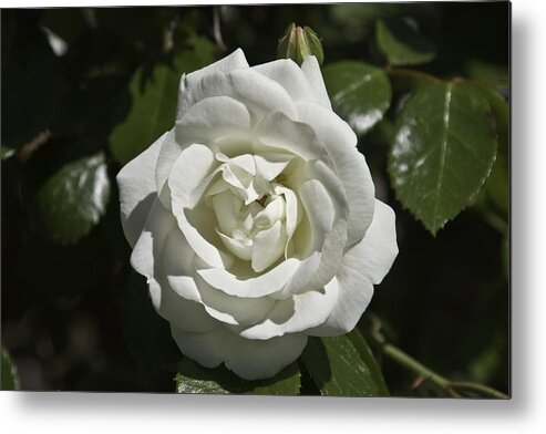Flower Metal Print featuring the photograph White Rose by Steve Kenney