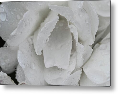 Rose Flower White Metal Print featuring the photograph White Rose by William Kimble