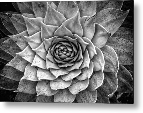 Succulent Metal Print featuring the photograph Agave Succulent by Lawrence Knutsson