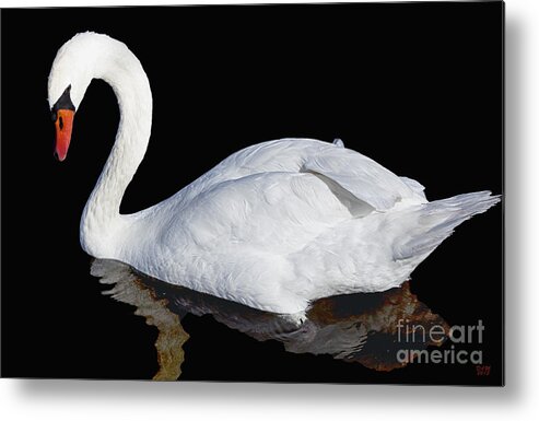 White Swan Metal Print featuring the photograph White Swan by David Millenheft