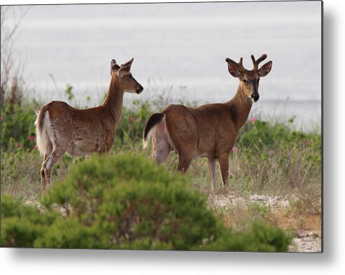 White Tail Deer Metal Print featuring the photograph White Tail Deer Port Jefferson New York by Bob Savage