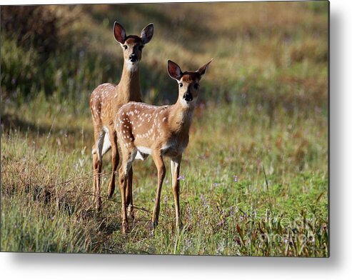 White-tailed Deer Metal Print featuring the photograph White-tailed Deer by Meg Rousher