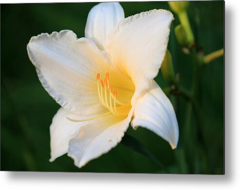White Temptation Lily Metal Print featuring the photograph White Temptation Lily by Angela Murdock