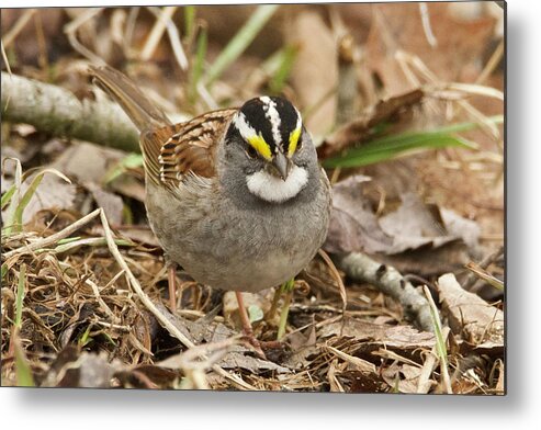 Bird Metal Print featuring the photograph White-throated Sparrow 3454 by Michael Peychich