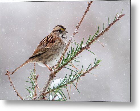 Bird Metal Print featuring the photograph White Throated Sparrow by Cathy Kovarik