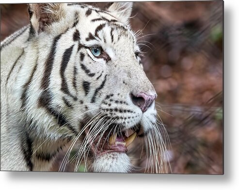 Tiger Metal Print featuring the photograph White Tiger 1 by Nadia Sanowar